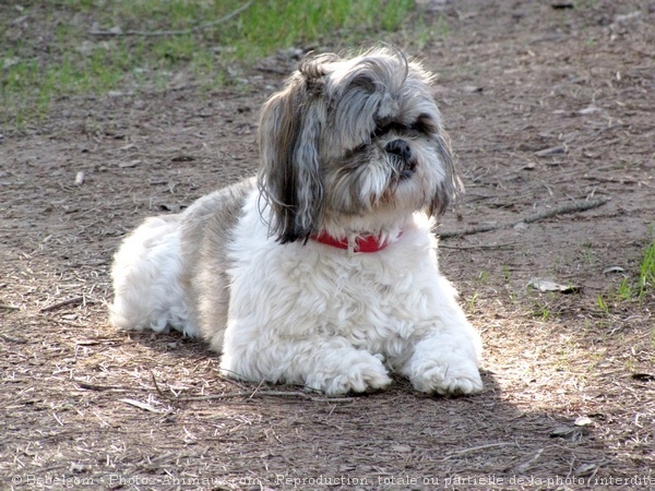 Photo de Shih tzu