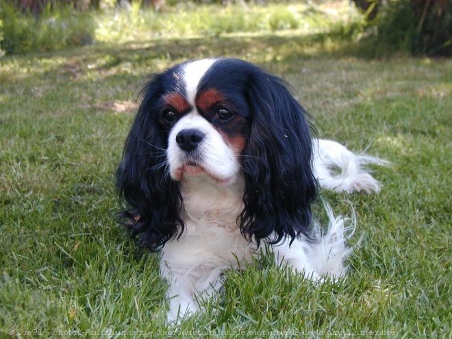 Photo de Cavalier king charles spaniel