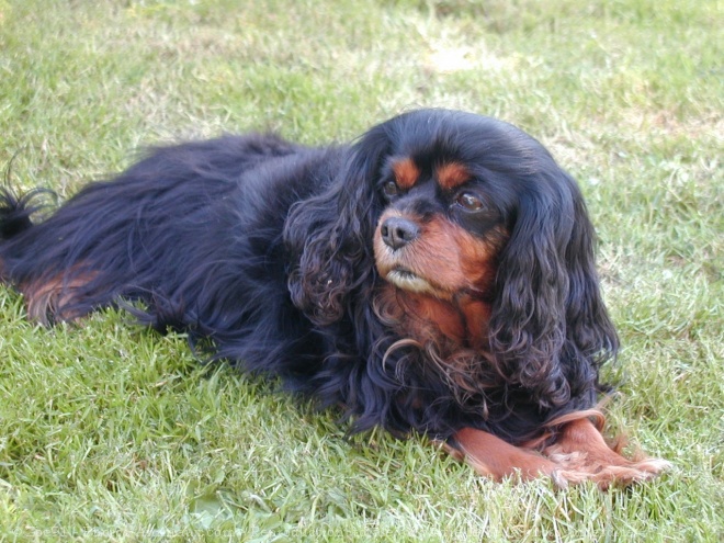 Photo de Cavalier king charles spaniel