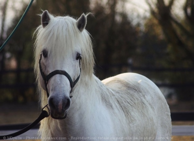 Photo de Camargue