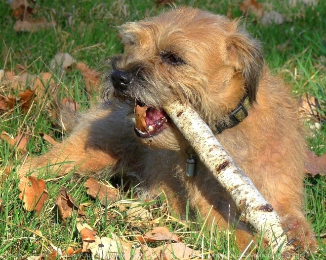 Photo de Border terrier