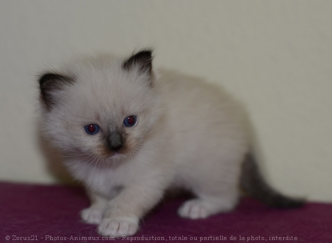 Photo de Ragdoll