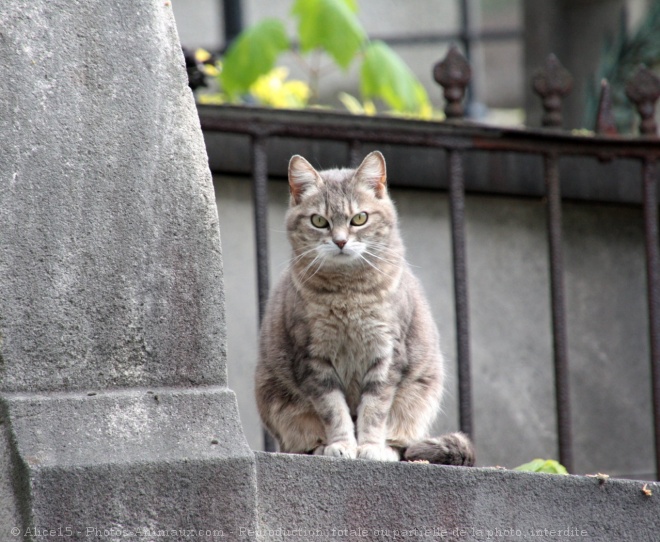 Photo de Chat domestique