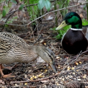 Photo de Canard colvert