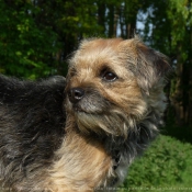 Photo de Border terrier