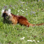 Photo de Lmurien - lmur macaco