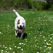 Photo de Jack russell terrier