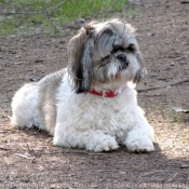 Photo de Shih tzu