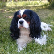 Photo de Cavalier king charles spaniel