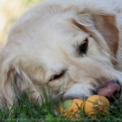 Photo de Golden retriever