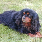 Photo de Cavalier king charles spaniel