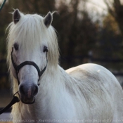 Photo de Camargue