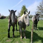 Photo de Percheron