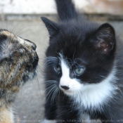 Photo de Chat domestique