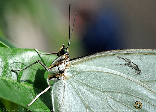 Photo de Papillon