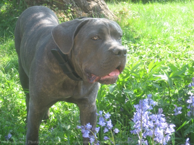 Photo de Chien de cour italien