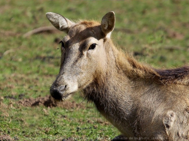 Photo de Cerf