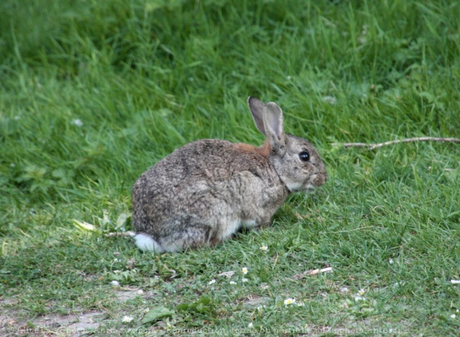 Photo de Lapin