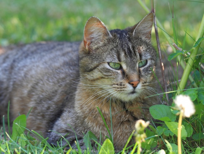 Photo de Chat domestique