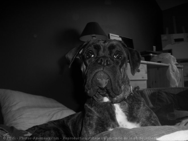 Photo de Boxer