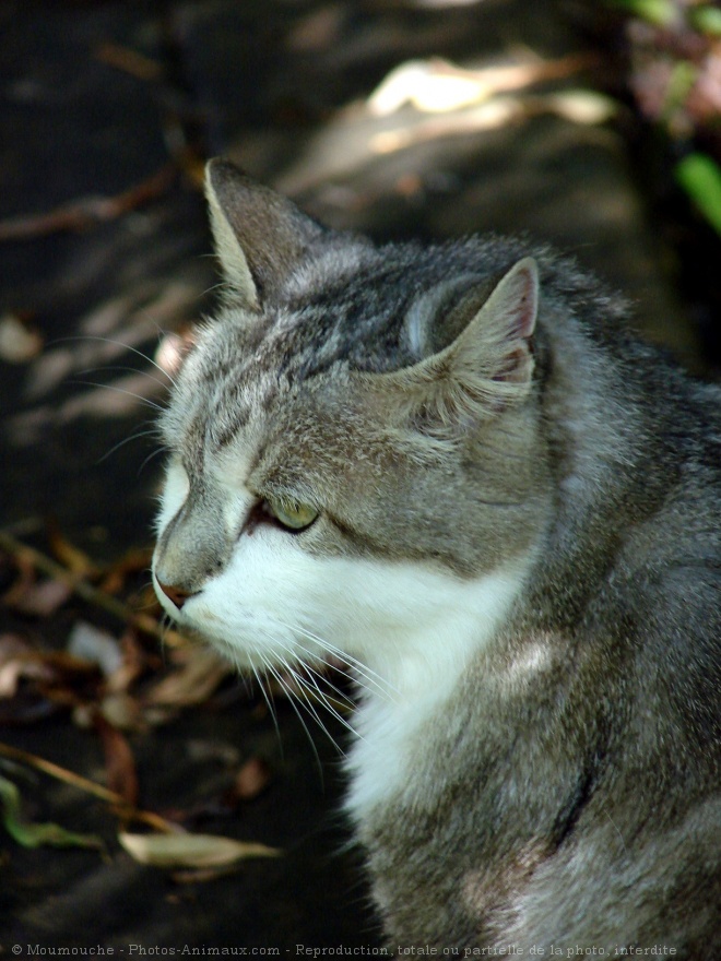 Photo de Chat domestique