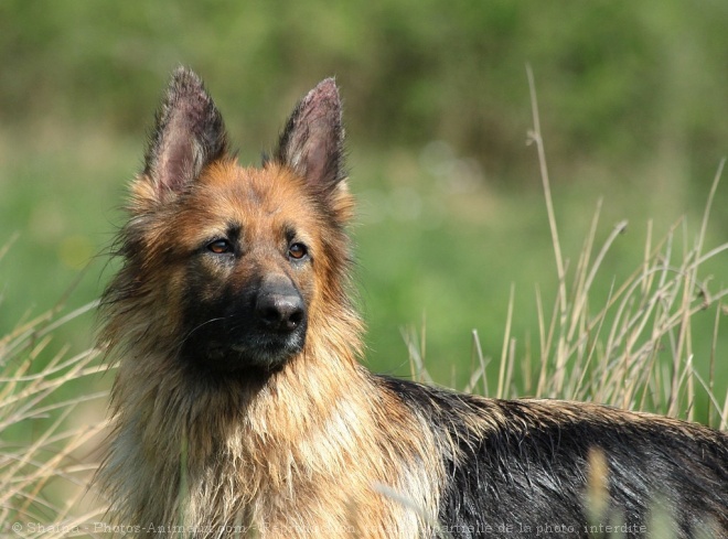 Photo de Berger allemand  poil court