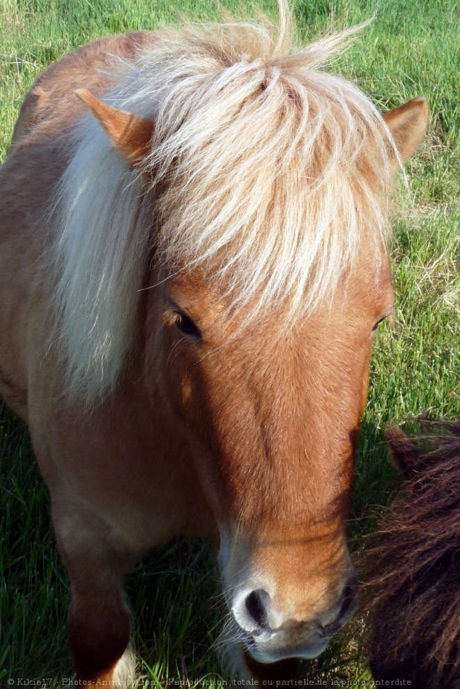 Photo de Poney (toutes races)