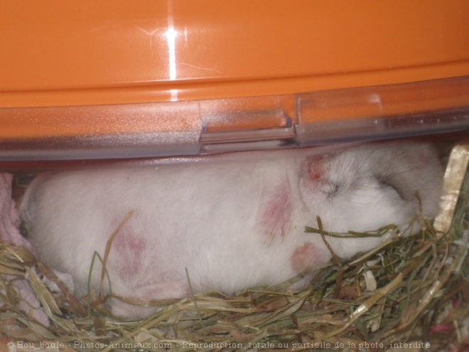 Photo de Hamster