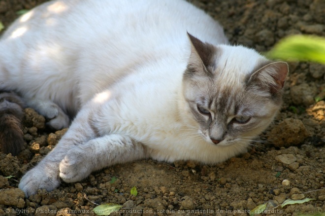 Photo de Chat domestique