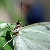 Photo de Papillon