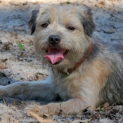 Photo de Border terrier