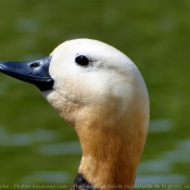 Photo de Canard tadorne casarca