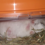 Photo de Hamster