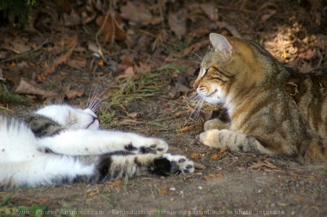 Photo de Chat domestique