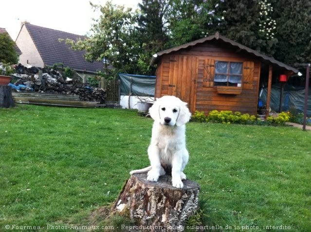 Photo de Golden retriever