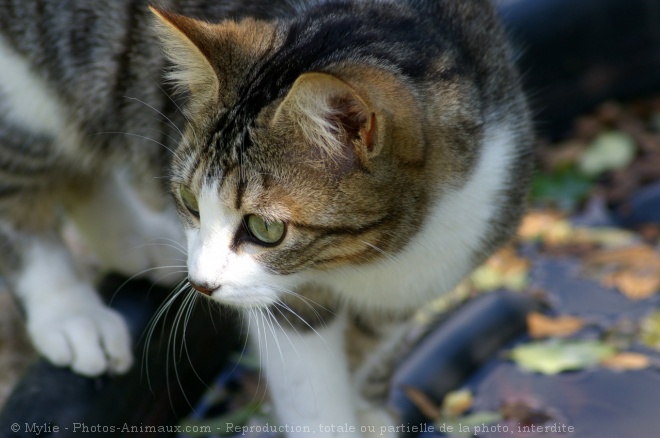 Photo de Chat domestique