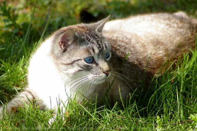 Photo de Chat domestique