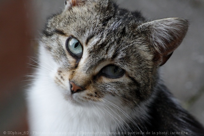 Photo de Chat domestique