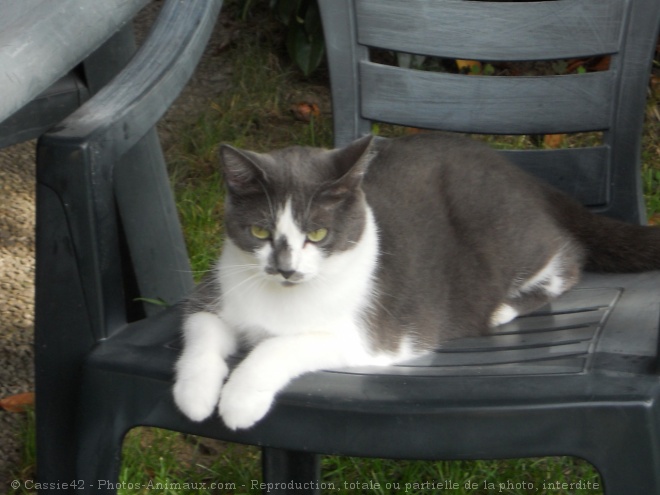 Photo de Chat domestique