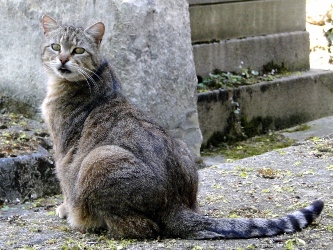 Photo de Chat domestique