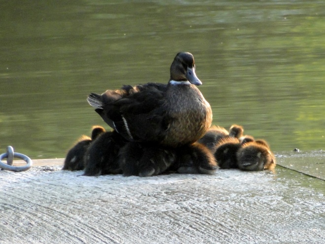 Photo de Canard colvert