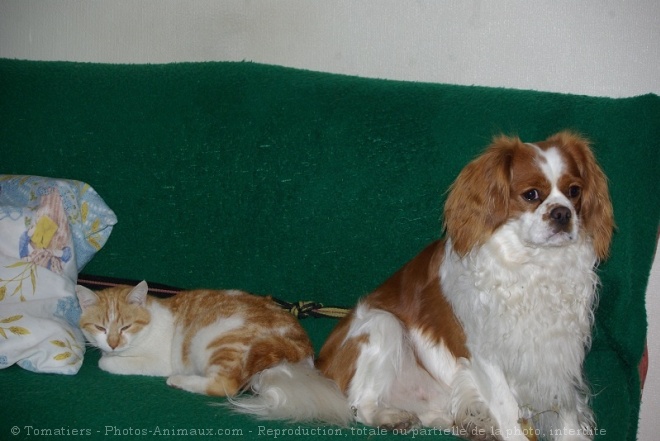 Photo de Cavalier king charles spaniel