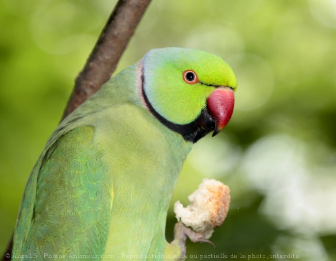 Photo de Perruche  collier