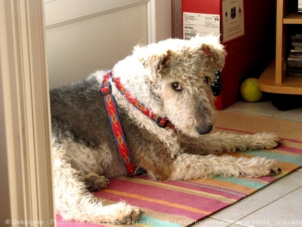 Photo de Fox terrier  poil dur