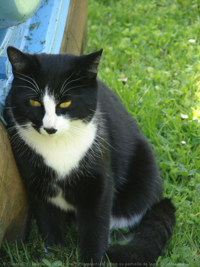 Photo de Chat domestique