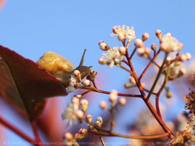 Photo d'Escargot