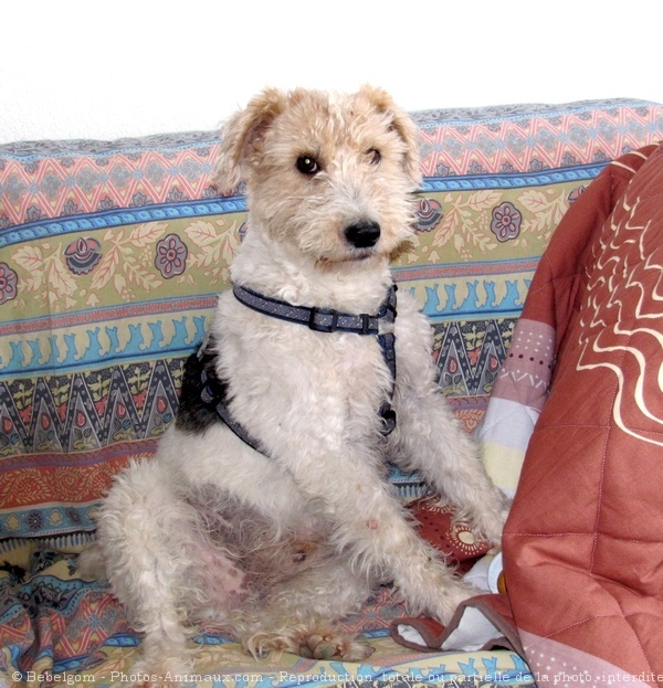 Photo de Fox terrier  poil dur