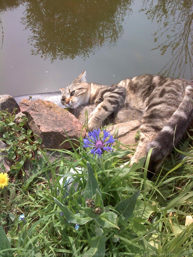 Photo de Chat domestique