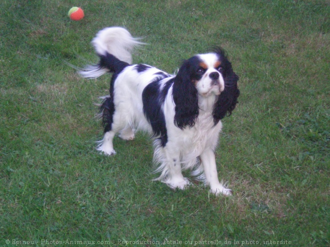 Photo de Cavalier king charles spaniel