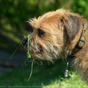 Photo de Border terrier